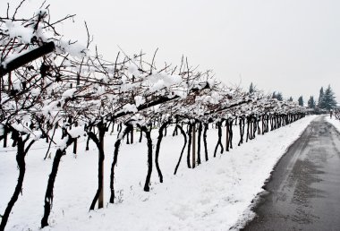 Vineyard in winter clipart