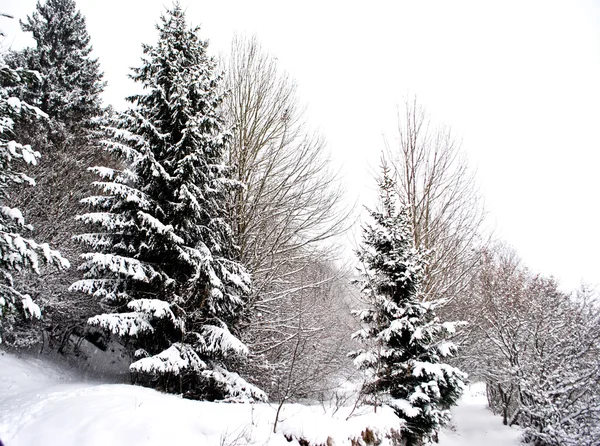 Bosque en invierno — Foto de Stock