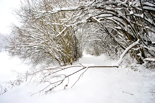 Les v zimě — Stock fotografie