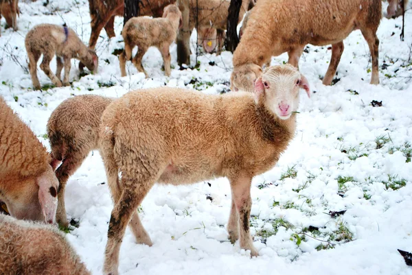 Nieve de oveja — Foto de Stock