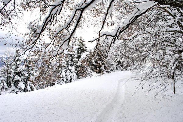 Nieve cubierta — Foto de Stock