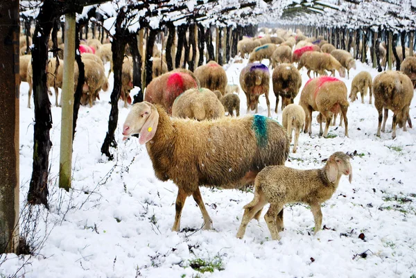 Koyun karı — Stok fotoğraf