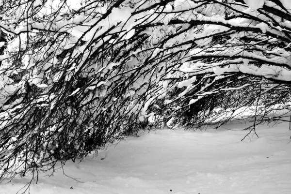 Снежный покров — стоковое фото