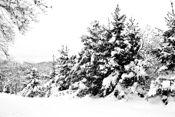 雪覆盖 — 图库照片