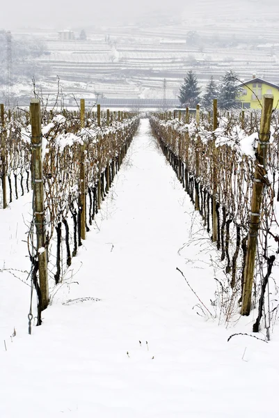 在冬天的葡萄园 — 图库照片