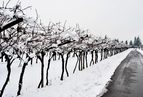 Wijngaard in de winter — Stockfoto