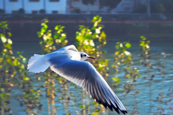 Kuş martı — Stok fotoğraf