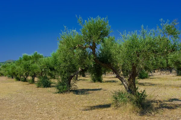 Olivové háje — Stock fotografie