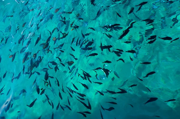 Морская рыба под водой — стоковое фото