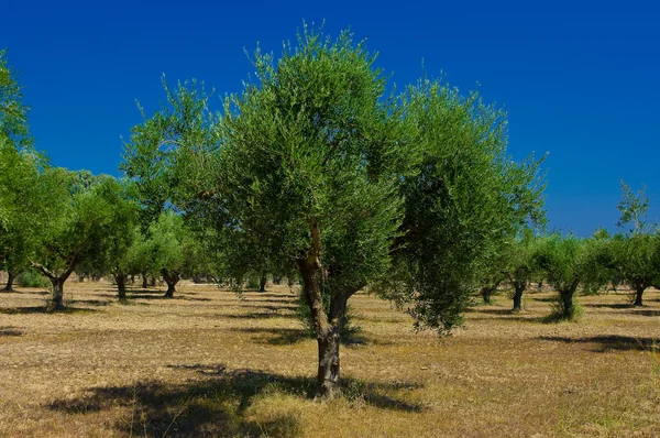 Ein Olivenhain lizenzfreie Stockfotos
