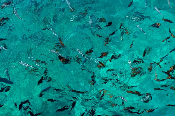 Ein Meeresfisch unter Wasser lizenzfreie Stockbilder