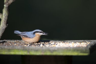 Kowalik (sitta europaea)