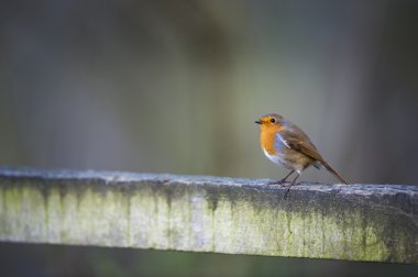 Robin çitin üzerinde