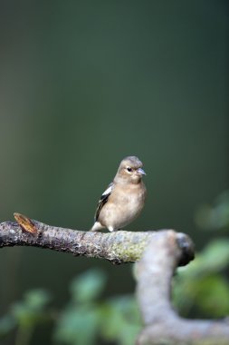 Kadın ispinoz (Fringilla coelebs)