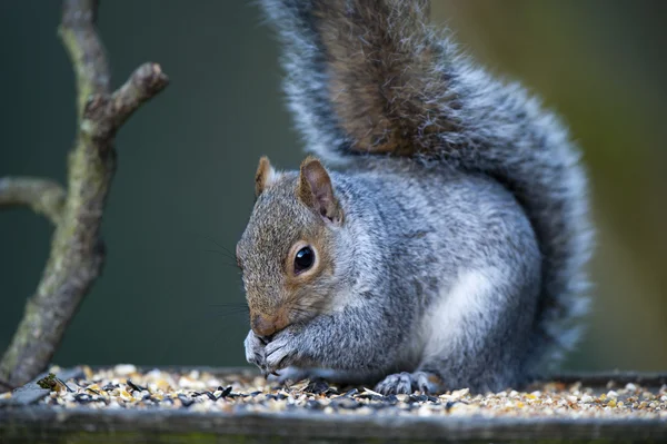 stock image Grey Squirrel (Sciurus carolinensis)