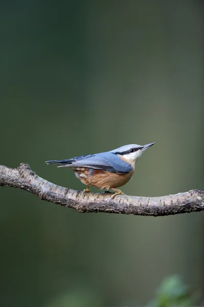 Nuthatch Perching Branch — Stock Photo, Image