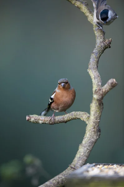 Chaffinch Willow Tit Perching Branch Bird Table — Stock Photo, Image