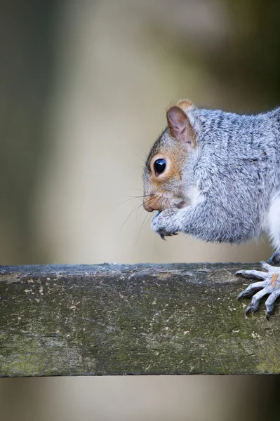 Grey Squirrel Sat Fence — Stock Photo, Image