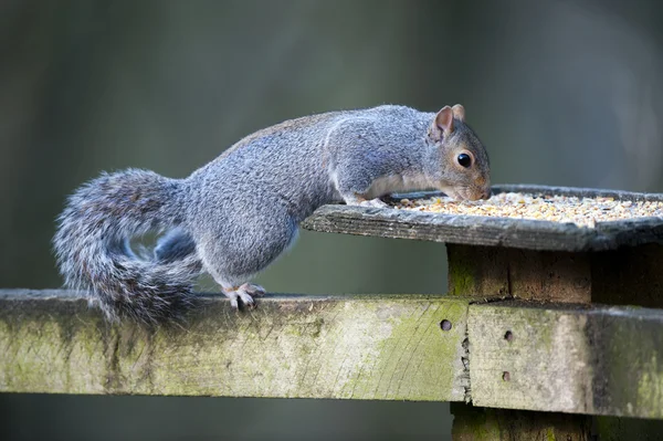 Grey Squirrel Thieving Food Bird Table — Stock Photo, Image