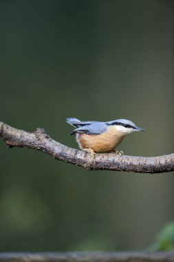 Kowalik (sitta europaea)