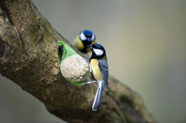 Büyük memeli (Parus major)