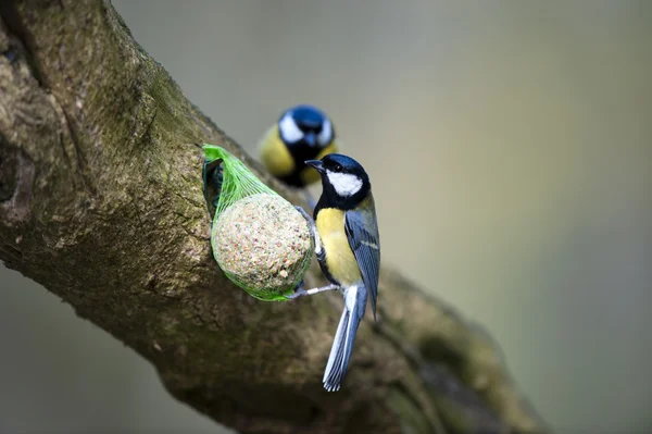 Great Tits (Parus major) — Stock Photo, Image