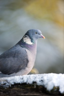 Tahta güvercin (Columba palumbus)