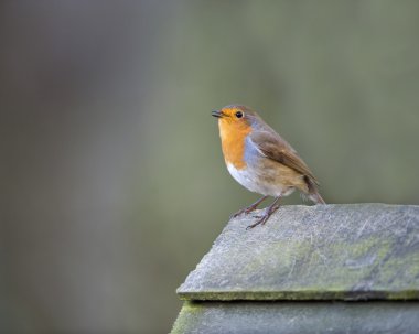 Robin (Erithacus rubecula) clipart