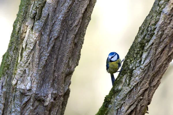 Mésange bleue (Parus caeruleus) ) — Photo