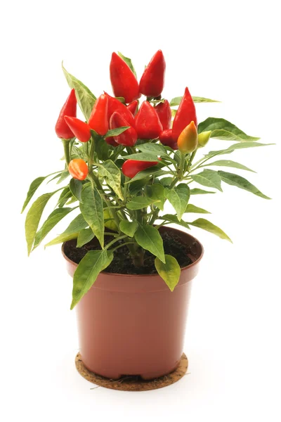 stock image Fresh Paprika, seedling in a pot