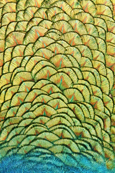 stock image Peacock feathers