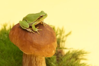 ağaç kurbağası (yeşil arborea) üzerinde mantar, boletus