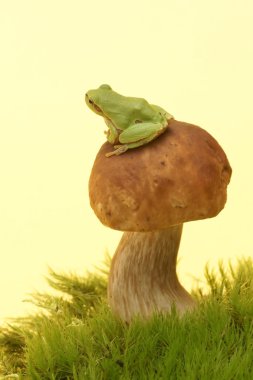 ağaç kurbağası (yeşil arborea) üzerinde mantar, boletus