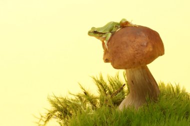 ağaç kurbağası (yeşil arborea) üzerinde mantar, boletus