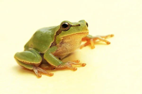 树蛙 (雨蛙奔放) — 图库照片