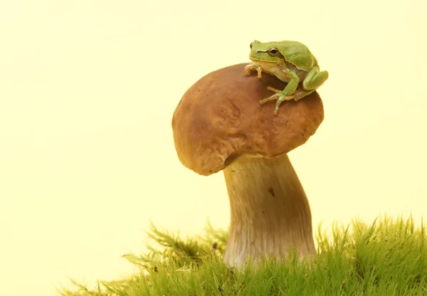 Rosnička (zelená hyla arborea) na houby, Hřib — Stock fotografie