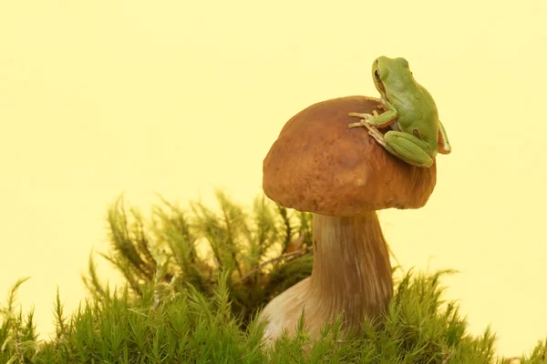 Tree frog (Hyla arborea) on mushroom, Boletus — Stock Photo, Image