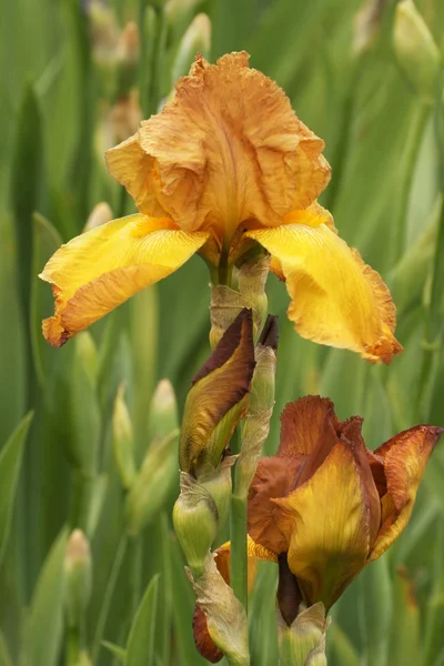 Iris fleurs — Photo