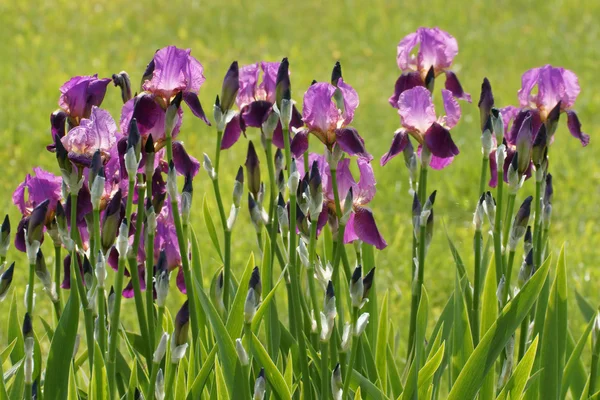 Iris Flowers — Stock Photo, Image