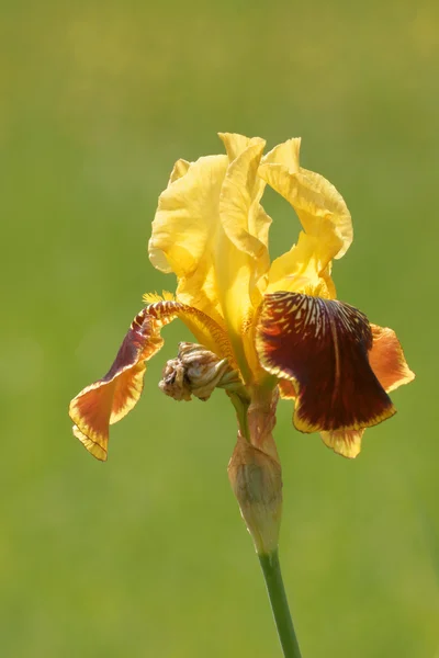 Iris bloem — Stockfoto
