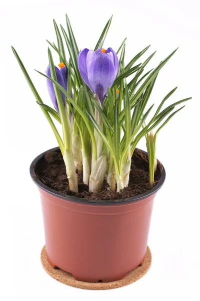 Stock image Crocuses in a pot