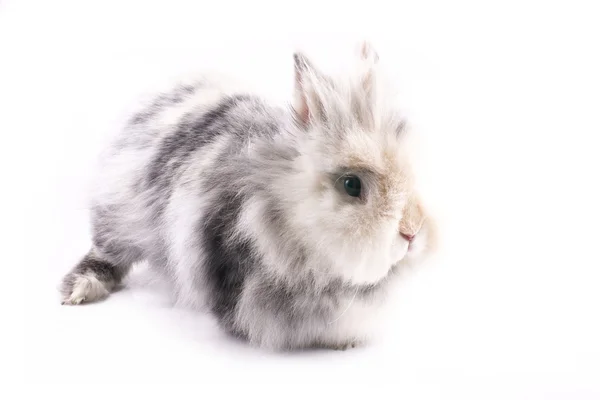 矮小ウサギ、女性 — ストック写真