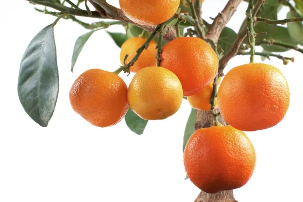 Orange tree with fruit — Stock Photo, Image