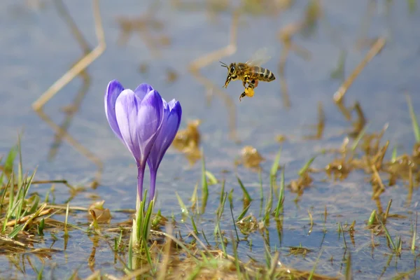 Bee in flight and crocuses, spring — Stock Photo, Image