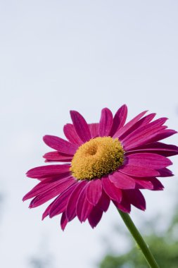 kırmızı gerbera