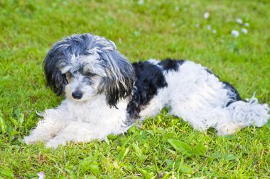 Çince Tepeli Köpek