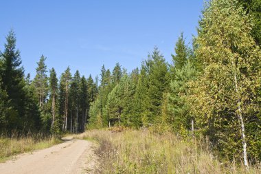 Yazın orman yolu