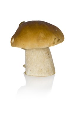 Boletus mantarı