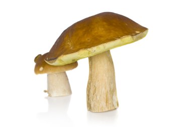 Boletus mantarı