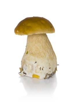 Boletus mantarı
